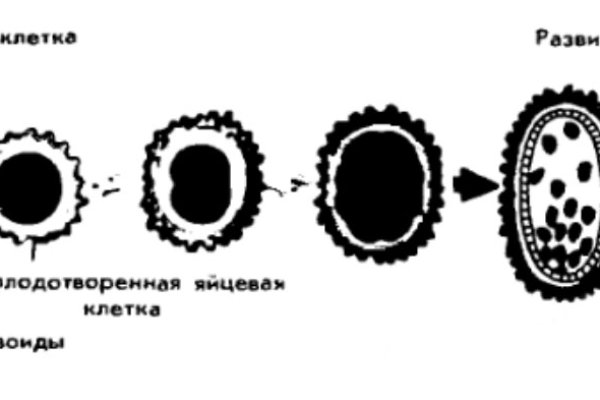 Кракен ссылка kra